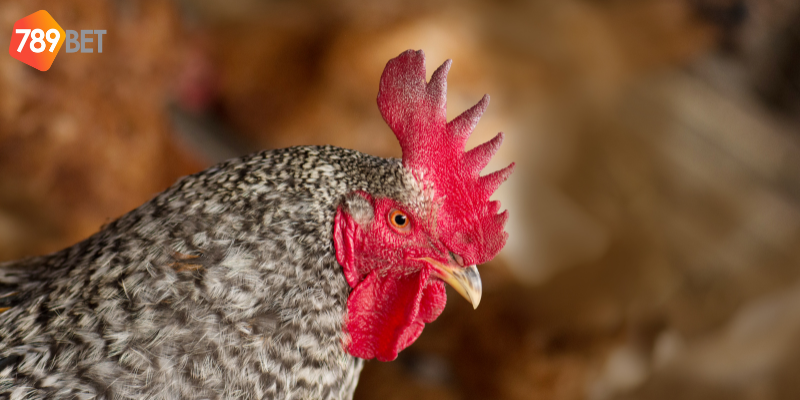 Đấu Gà Tiền Tỷ Campuchia - Trận Đấu Cực Đã Trên 789bet 4 Nghiên cứu lịch thi đấu và tận dụng thông tin