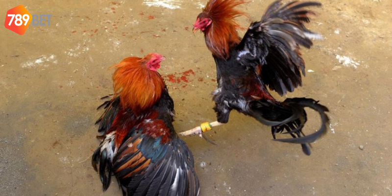 Phần thưởng hấp dẫn mỗi ngày