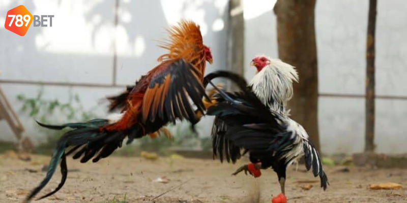 Phân tích chiến kê và kinh nghiệm thắng