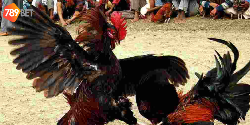 Phân tích chiến kê và quản lý vốn