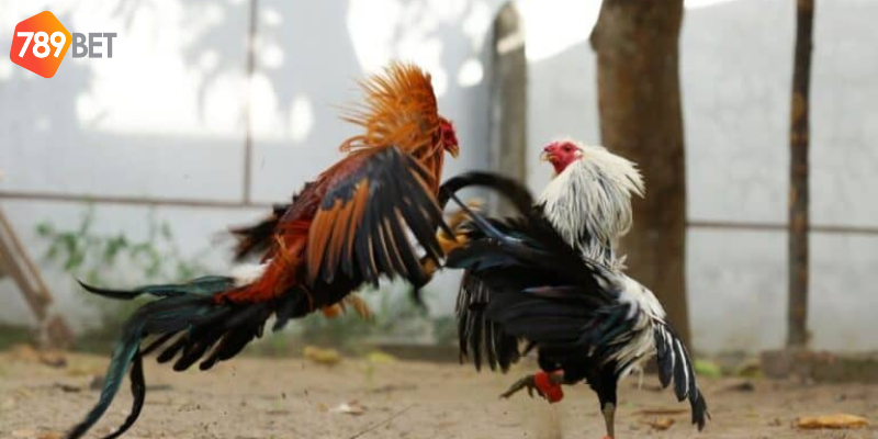 Phân tích kỹ thuật chiến kê và chọn tỉ lệ cược đúng