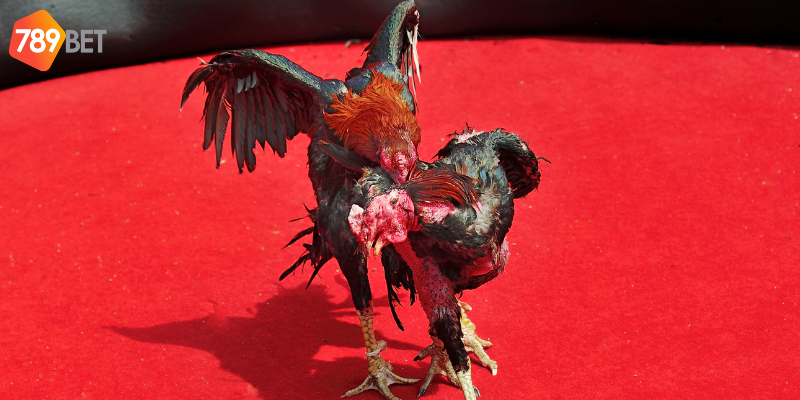 Phân tích trận đấu và tối ưu hoá chiến lược