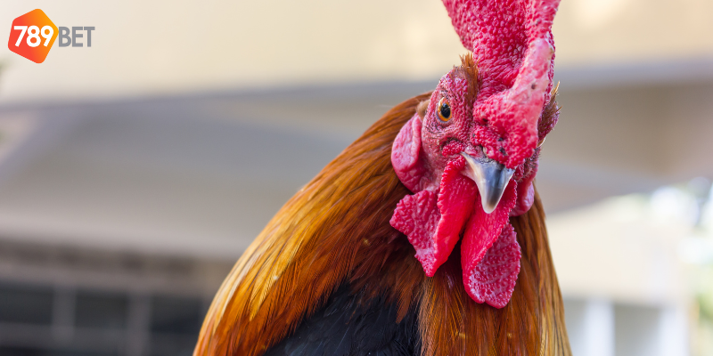 Quy tắc thi đấu chặt chẽ và phong cách cược hấp dẫn