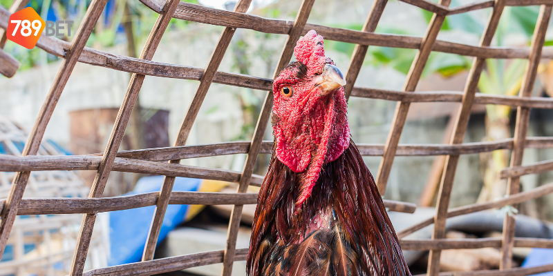 Quy trình tham gia đơn giản với nhiều loại kèo cược