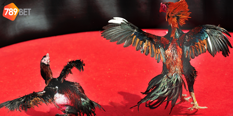 Tham gia cược đá gà cựa tròn truyền thống tại nhà cái