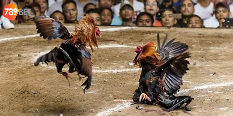 Tham gia đá gà chọi Thái Lan cùng nhà cái