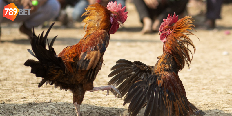 Tham gia đấu gà đỉnh cao toàn cầu mỗi ngày