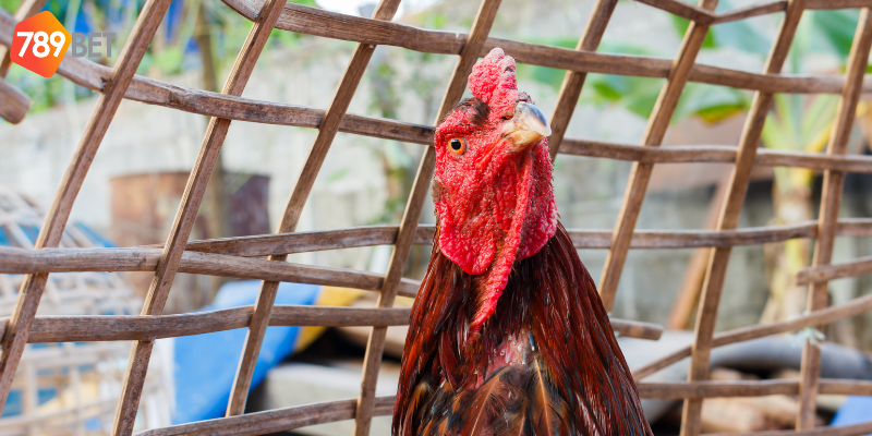 Đấu Gà Tiền Tỷ Campuchia - Trận Đấu Cực Đã Trên 789bet 2 Tham gia đấu gà tiền tỷ Campuchia tại 789bet