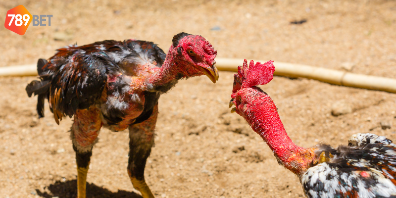 Đấu Gà Tiền Tỷ Campuchia - Trận Đấu Cực Đã Trên 789bet 3 Tổ chức chuyên nghiệp với chiến kê mạnh mẽ