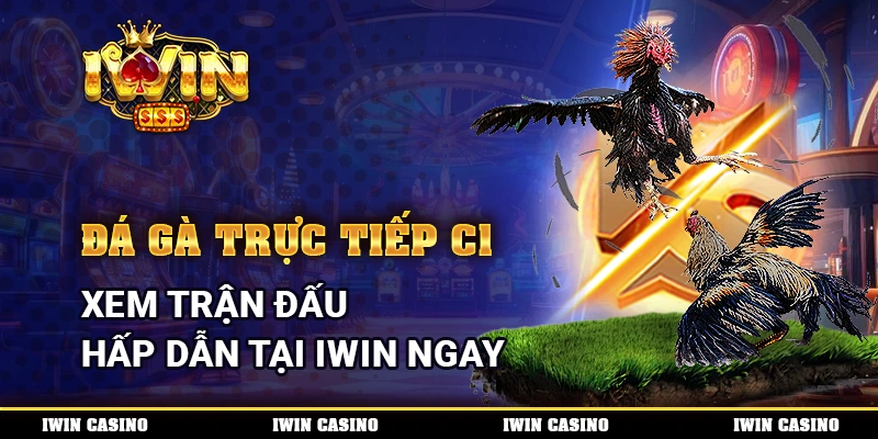 Đá Gà Trực Tiếp C1, Xem Trận Đấu Hấp Dẫn Tại IWIN Ngay