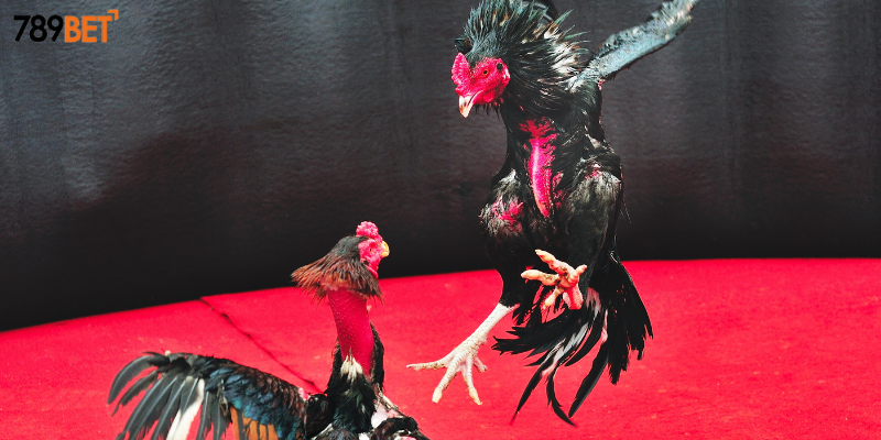 Các loại cược phổ biến và cách chơi