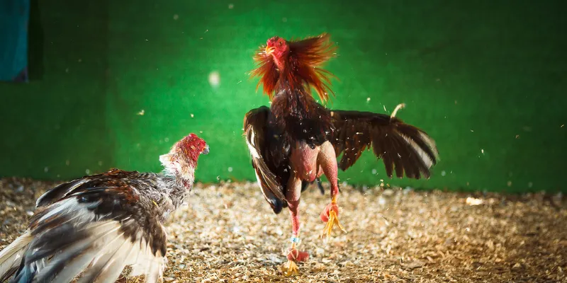 Các trận đấu đá gà trực tiếp C1 siêu hấp dẫn