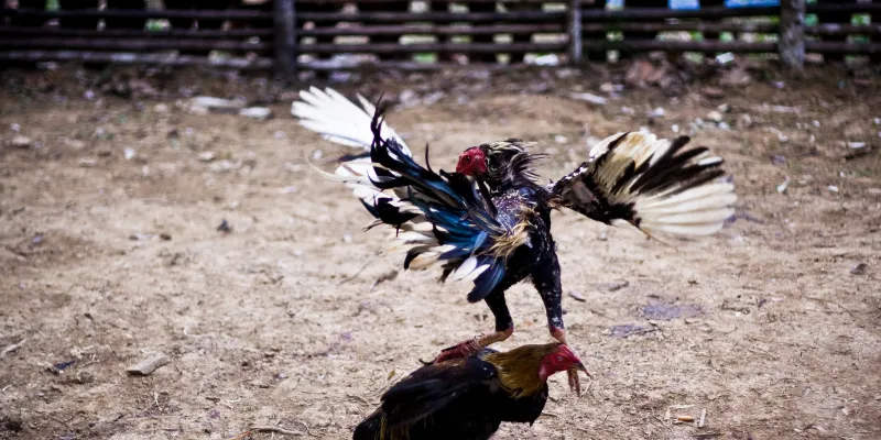 Cách trải nghiệm đá gà trực tiếp c1 từ nhà cái IWIN