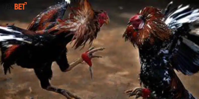 Tham gia cược đá gà cổ điển