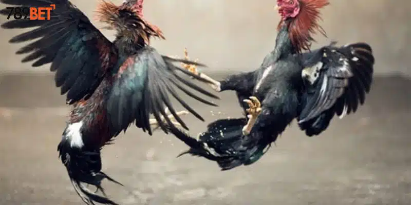 Khám phá các loại cược phổ biến