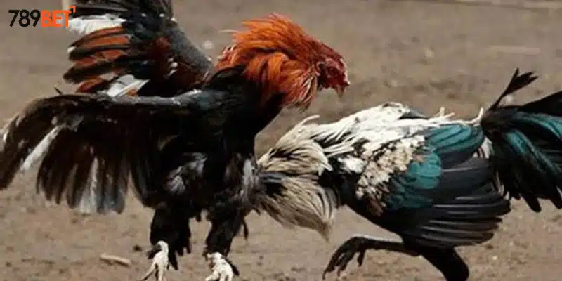 Phân tích đối thủ và cược đúng đắn