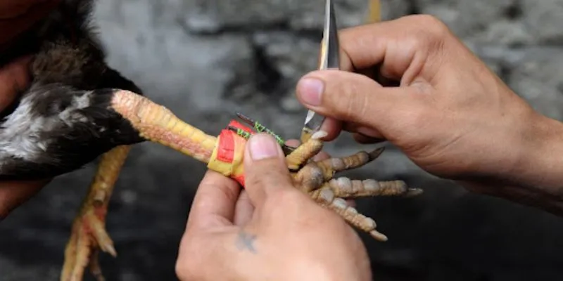 Đá gà trực tiếp C1 có nhiều yếu tố cực kỳ hấp dẫn