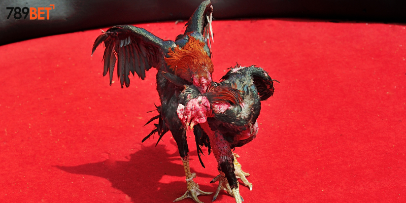 Dự đoán kết quả chính xác