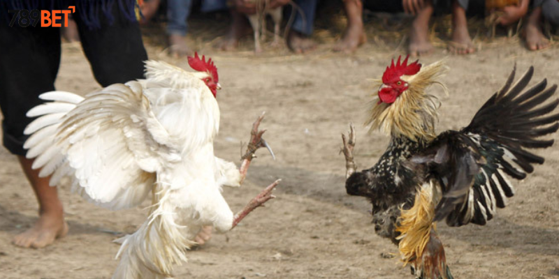 Cùng nhà cái cược Gà Lai Đấu Trí