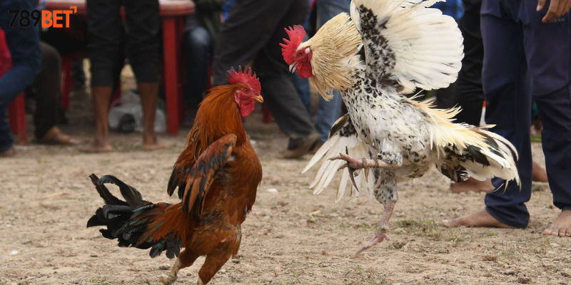 Hướng dẫn cách tham gia nhanh chóng