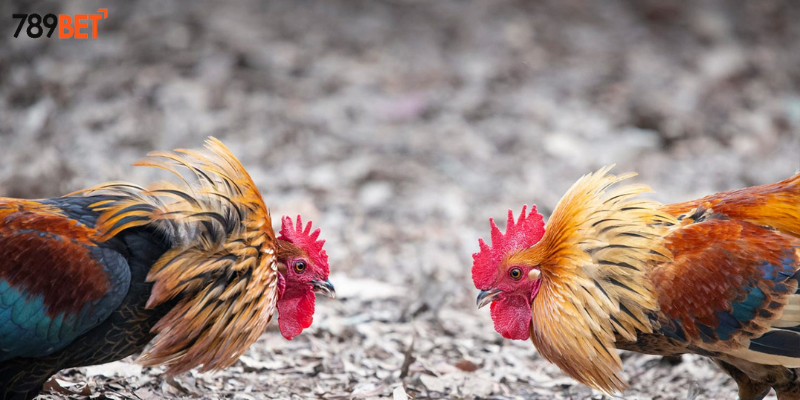 Cách phân tích đối thủ hiệu quả