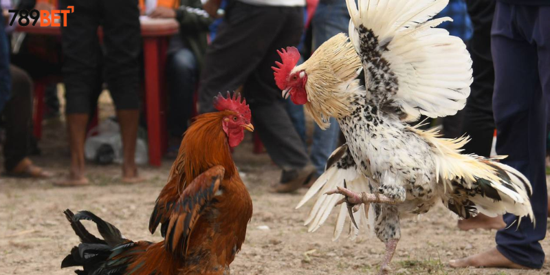 Trận Chiến Gà Tre và cơ hội cược hấp dẫn