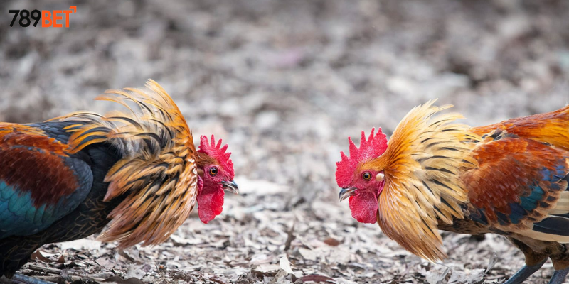 Các loại cược hấp dẫn tại nhà cái