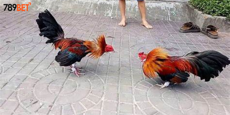 Mẹo đặt cược an toàn và thắng lớn