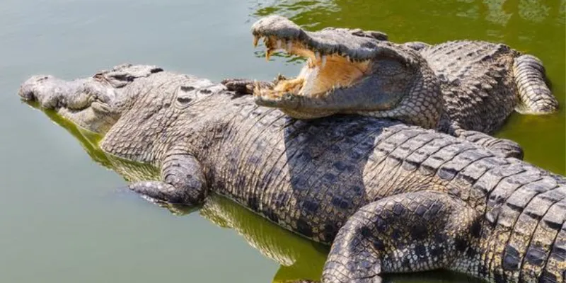 Giải mã điềm báo tâm linh từ giấc mơ cá sấu