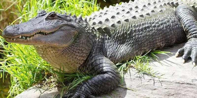 Nằm mơ thấy cá sấu nên đánh con gì? Phân tích lô đề từ giấc mơ