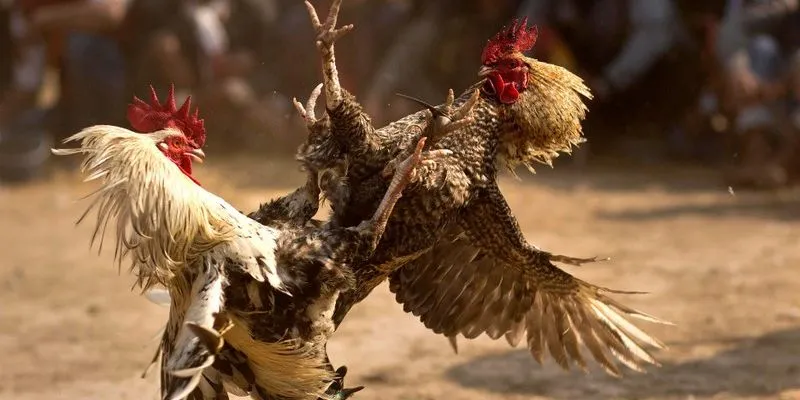 Những quy tắc cá cược đá gà bạn cần biết