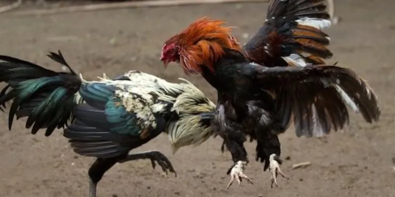 Các hình thức cá cược đá gà phổ biến nhất