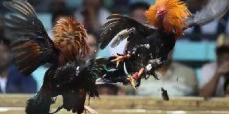 Kinh nghiệm cá cược đá gà online chuẩn xác là gì?