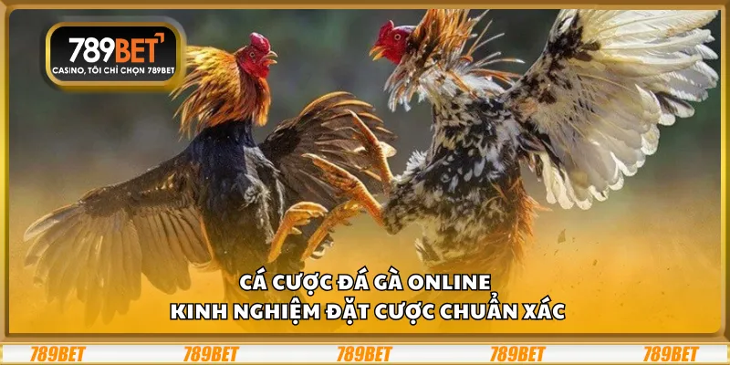 Cá cược đá gà online - Kinh nghiệm đặt cược chuẩn xác 8 Cá cược đá gà online - Kinh nghiệm đặt cược chuẩn xác